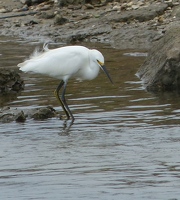 Snowy Egret